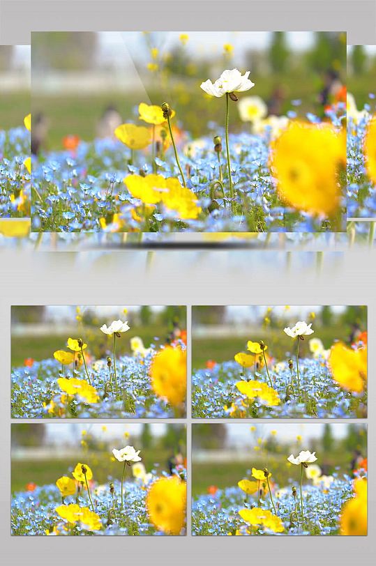 唯美春天花卉花田虞美人花风中摇摆实拍视频-众图网