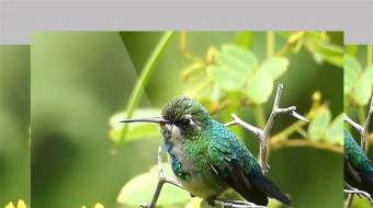 野生动物珍惜鸟类蜂鸟枝头近景特写实拍视频-众图网