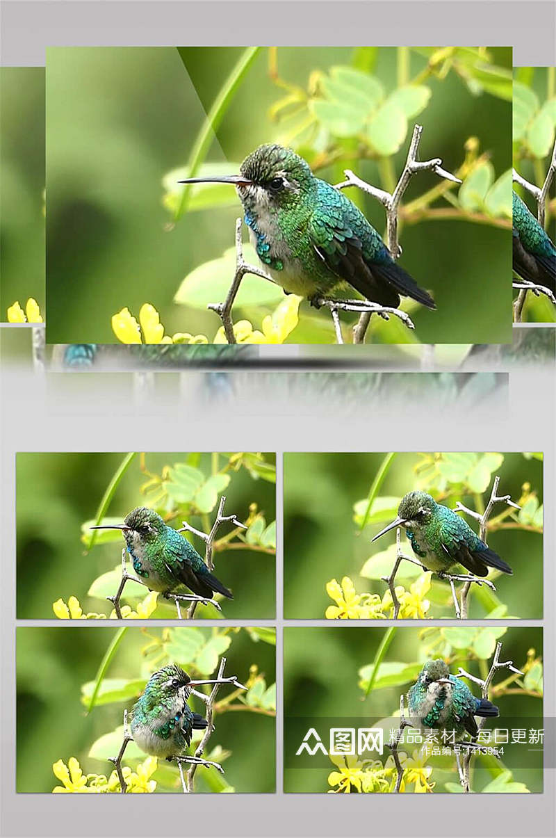 野生动物珍惜鸟类蜂鸟枝头近景特写实拍视频素材