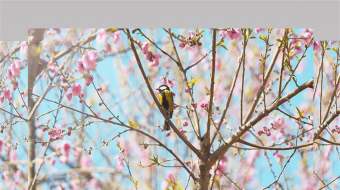 4K实拍桃花春天小鸟在树上枝头嬉闹近景特写视频-众图网