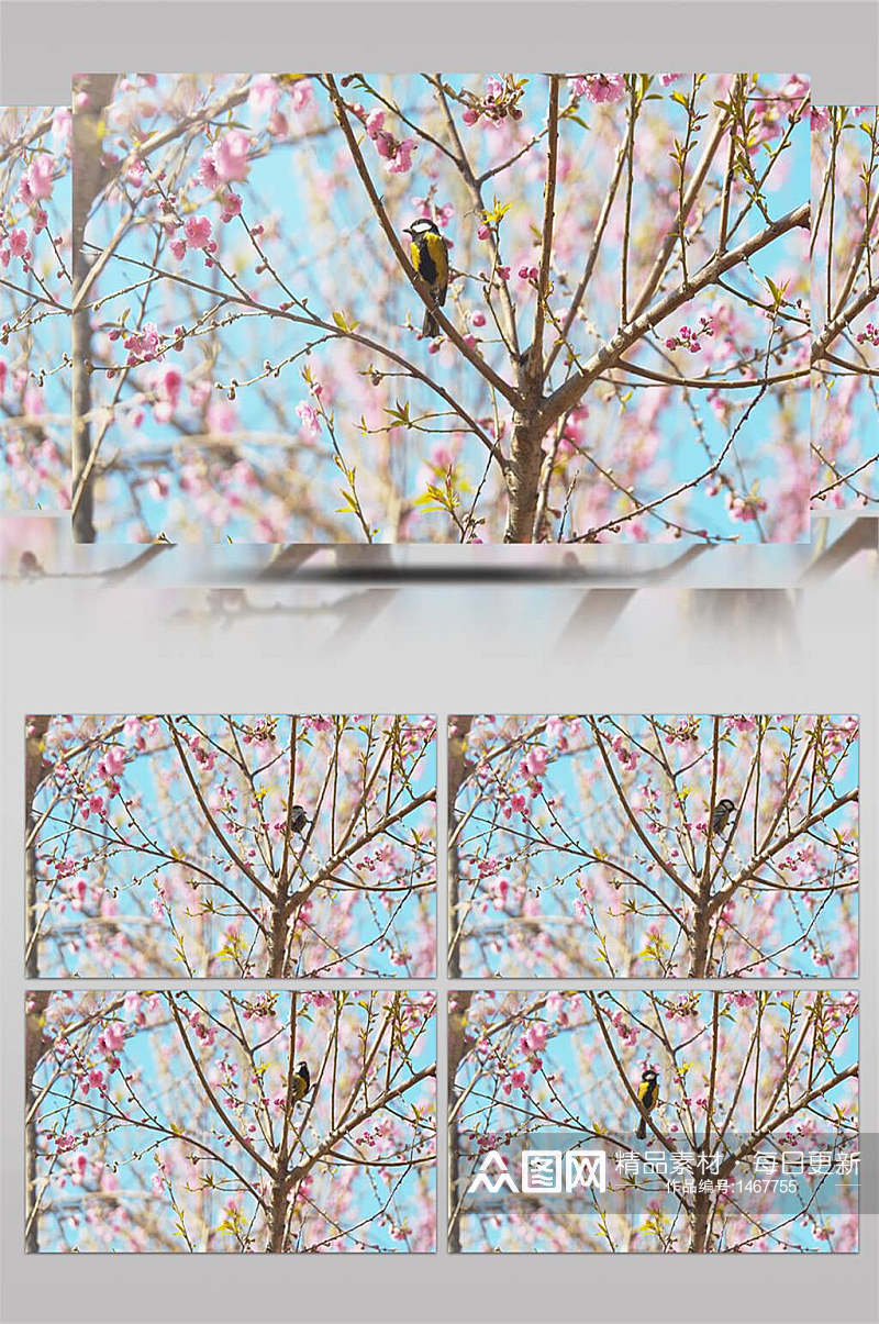 4K实拍桃花春天小鸟在树上枝头嬉闹近景特写视频素材