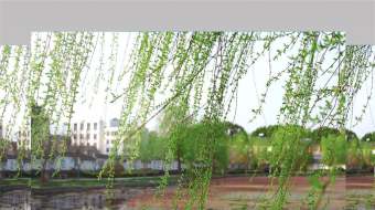 4k实拍风吹柳树视频素材-众图网