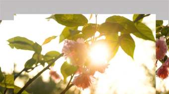 实拍唯美花朵透过阳光意境春天春季视频素材-众图网