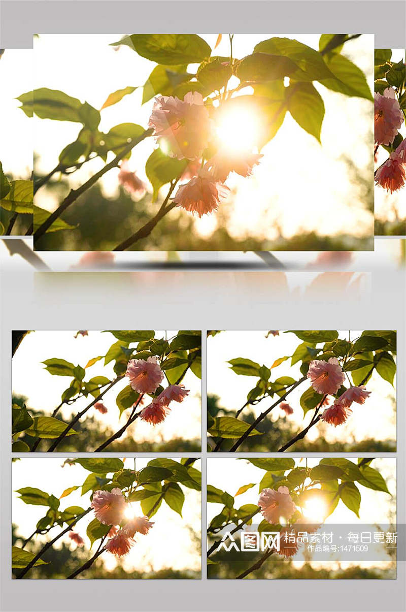 实拍唯美花朵透过阳光意境春天春季视频素材素材