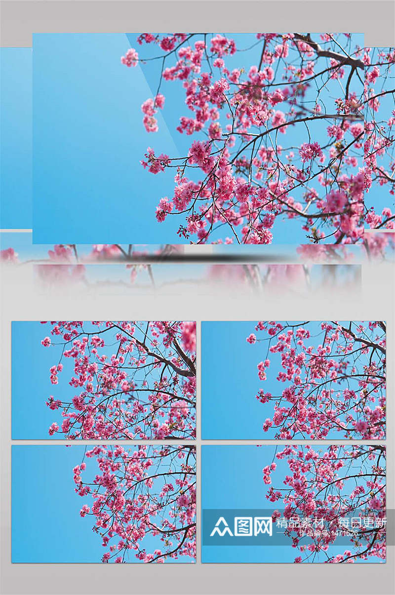 4k春天天空盛开樱花花朵特写镜头实拍素材