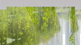 4K柳树柳芽柳叶垂柳春天春季实拍视频-众图网