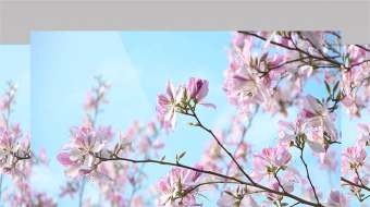 4K实拍风中摇摆紫荆花春天春暖花开特写视频-众图网