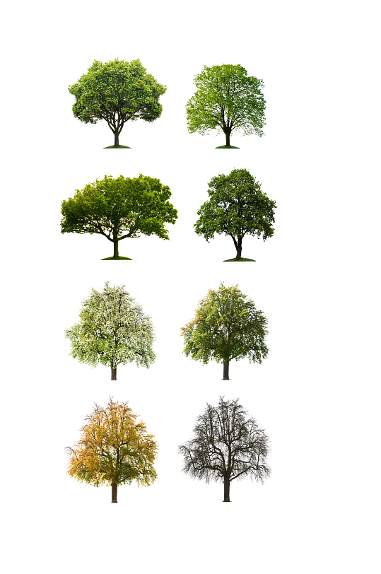 一棵图片-一棵素材下载-众图网