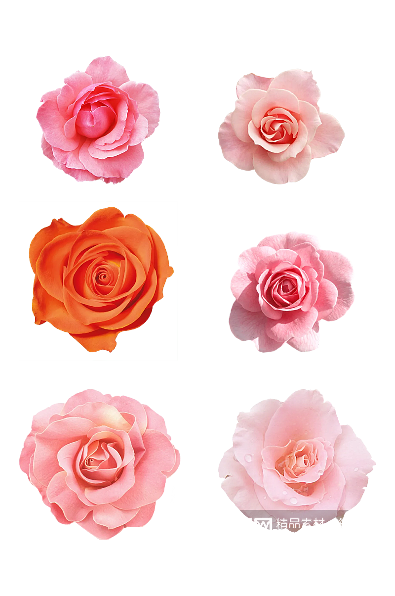 红色粉红色玫瑰花朵png素材