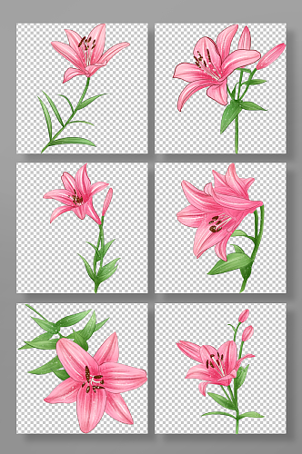 手绘百合花花卉元素插画