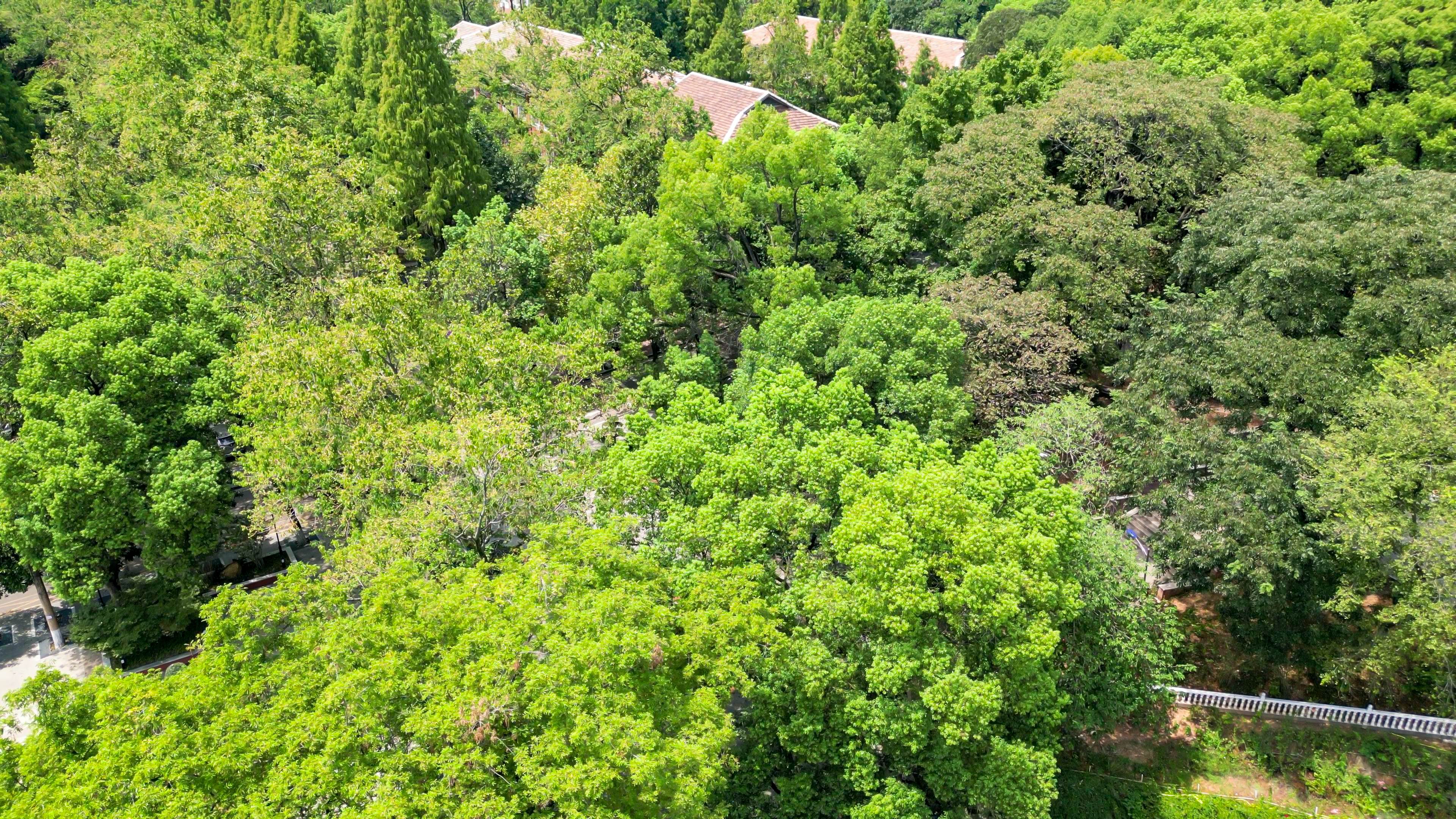 湖南长沙师范大学岳麓山航拍素材