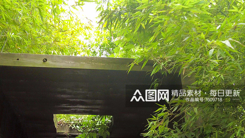 夏日阳光树枝树叶植物鲜花实拍素材