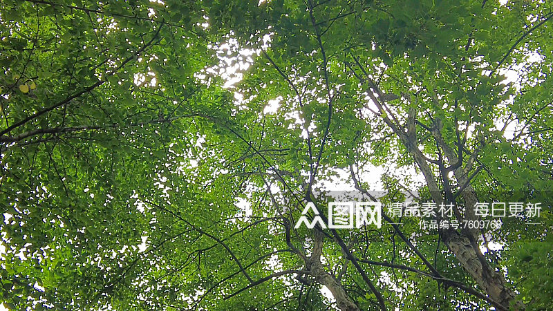 蓝天白云荷花荷叶风吹树枝夏日风景素材