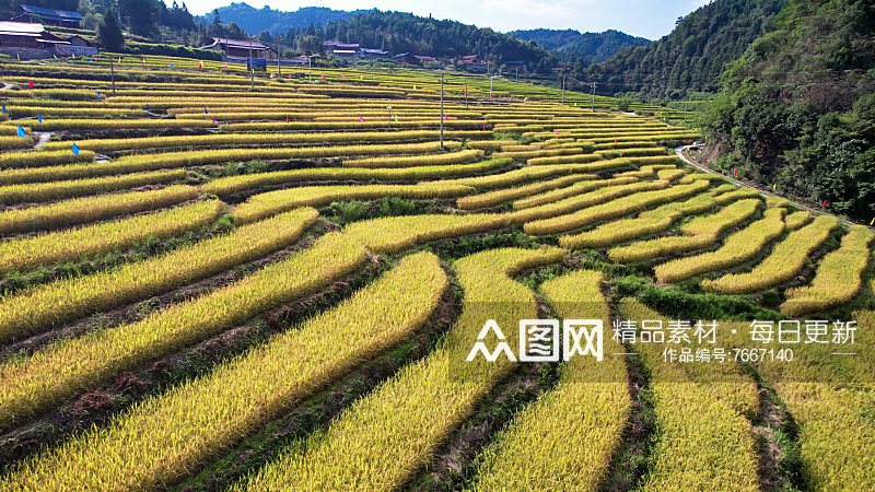 金黄稻田梯田农业种植航拍素材