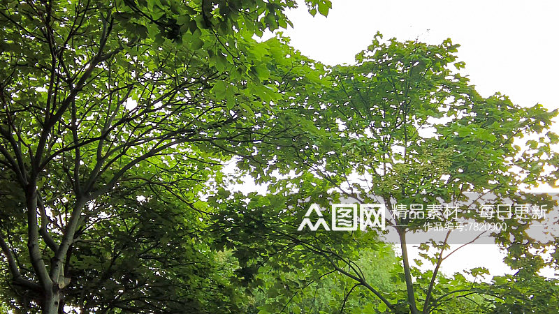 江苏苏州城市绿化植物参天大树摄影图素材