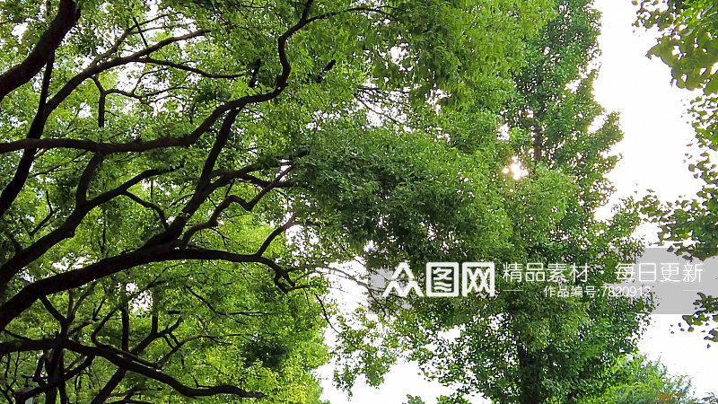 江苏苏州城市绿化植物参天大树摄影图素材