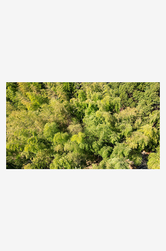 绿色竹叶植物4K航拍