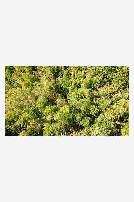 绿色竹叶植物4K航拍