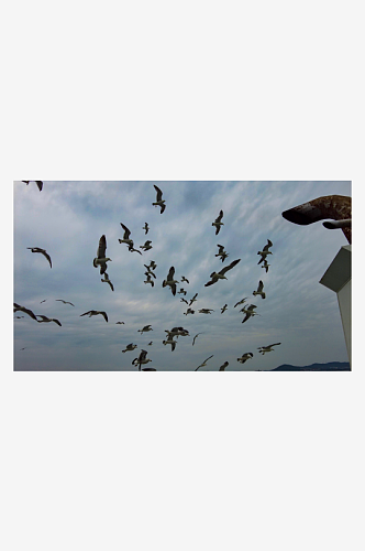 大海海洋海鸥动物飞翔摄影图
