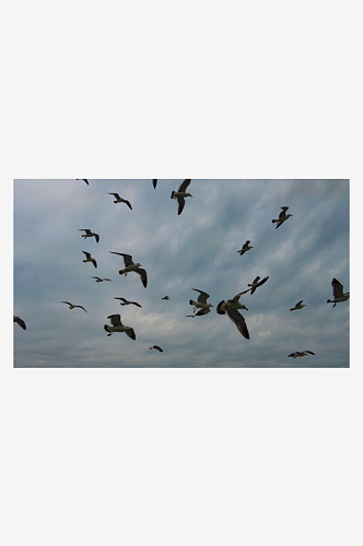 大海海洋海鸥动物飞翔摄影图