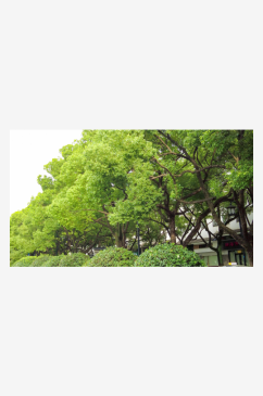 江苏苏州城市绿化植物参天大树摄影图