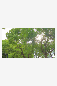 江苏苏州城市绿化植物参天大树摄影图