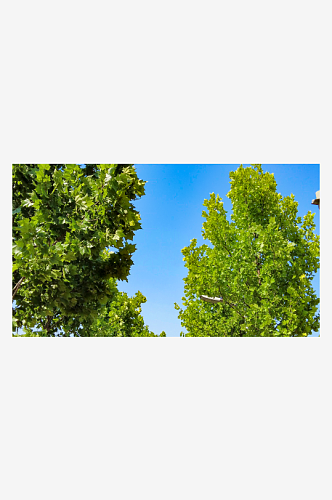 绿色梧桐枫树植物树枝树叶摄影图