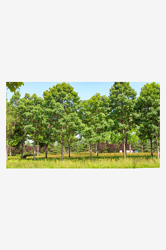绿色梧桐枫树植物树枝树叶摄影图