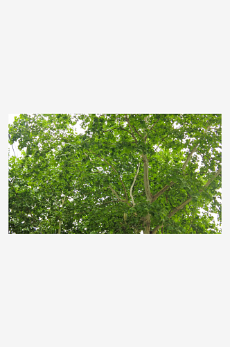 夏日绿色梧桐枫树植物树枝树叶摄影图