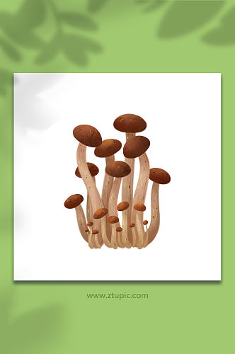 茶树菇菌菇类元素插画