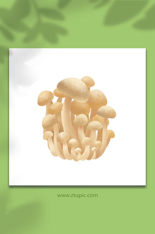 海鲜菇菌菇类元素插画