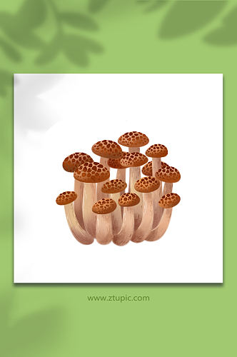 蟹味菇菌菇类元素插画
