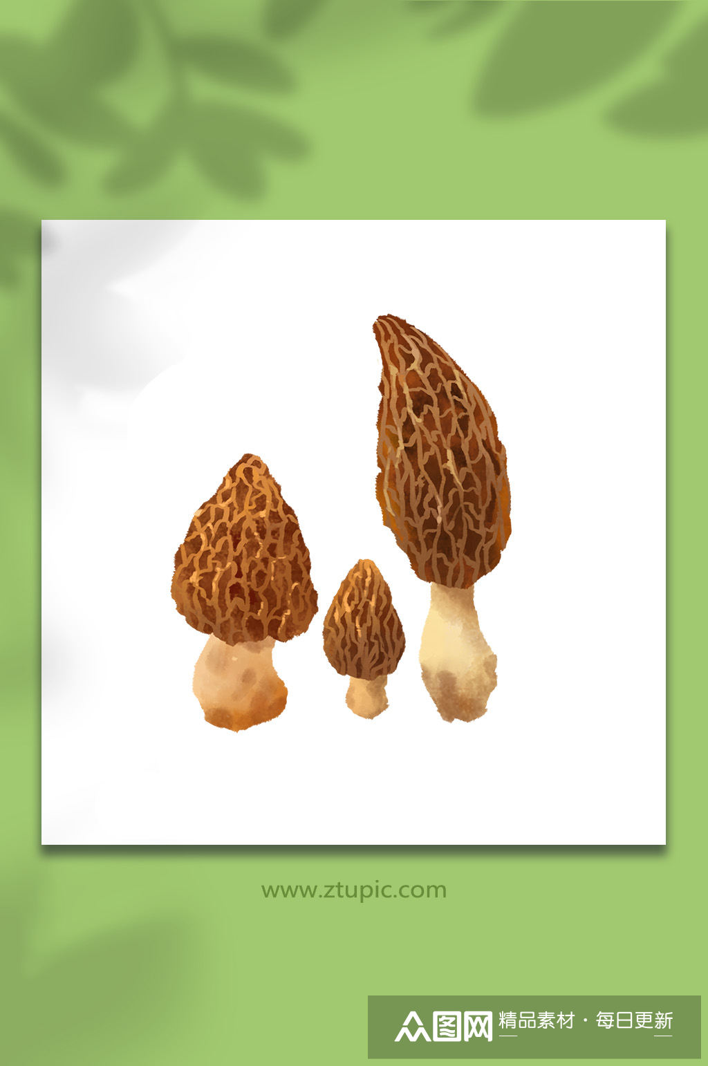 羊肚菌菌菇类元素插画素材