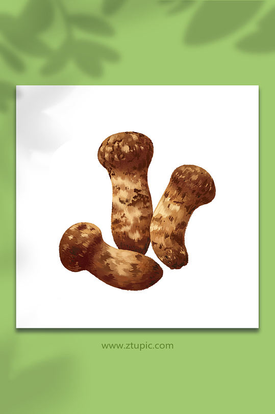 松茸菌类元素插画