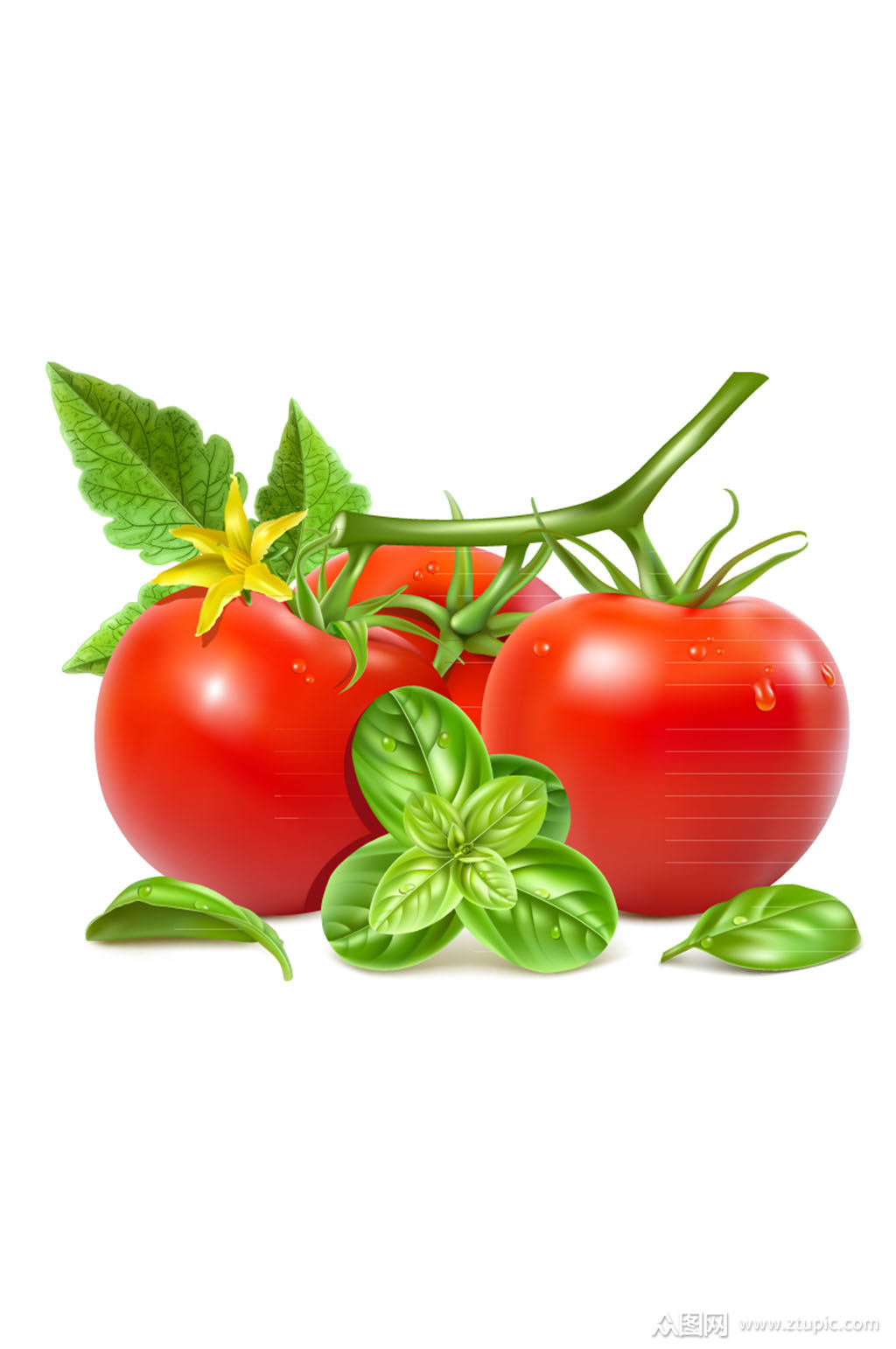 新鲜带花红番茄矢量素材