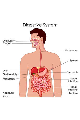 简约人体消化系统矢量素材
