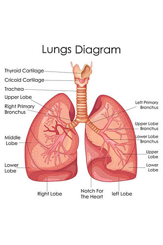人体肺部矢量素材