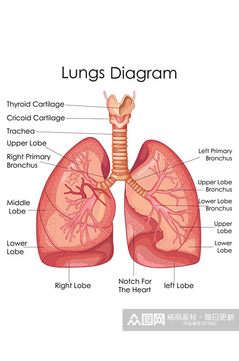 人体肺部矢量素材素材