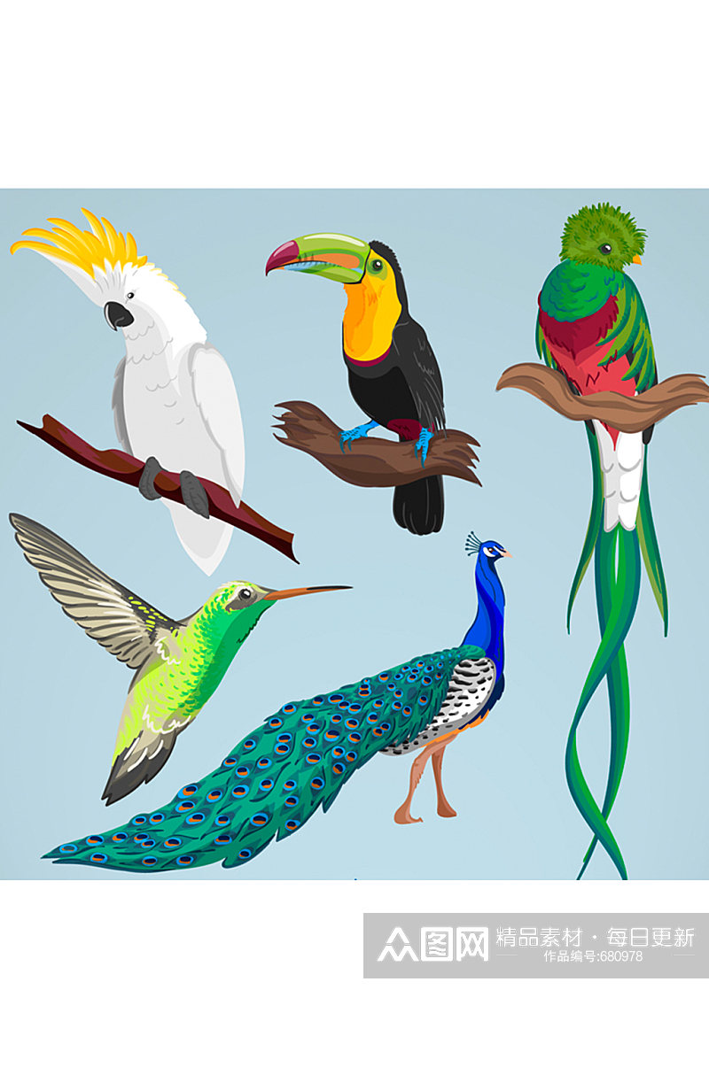 5款彩色鸟类设计矢量素材素材