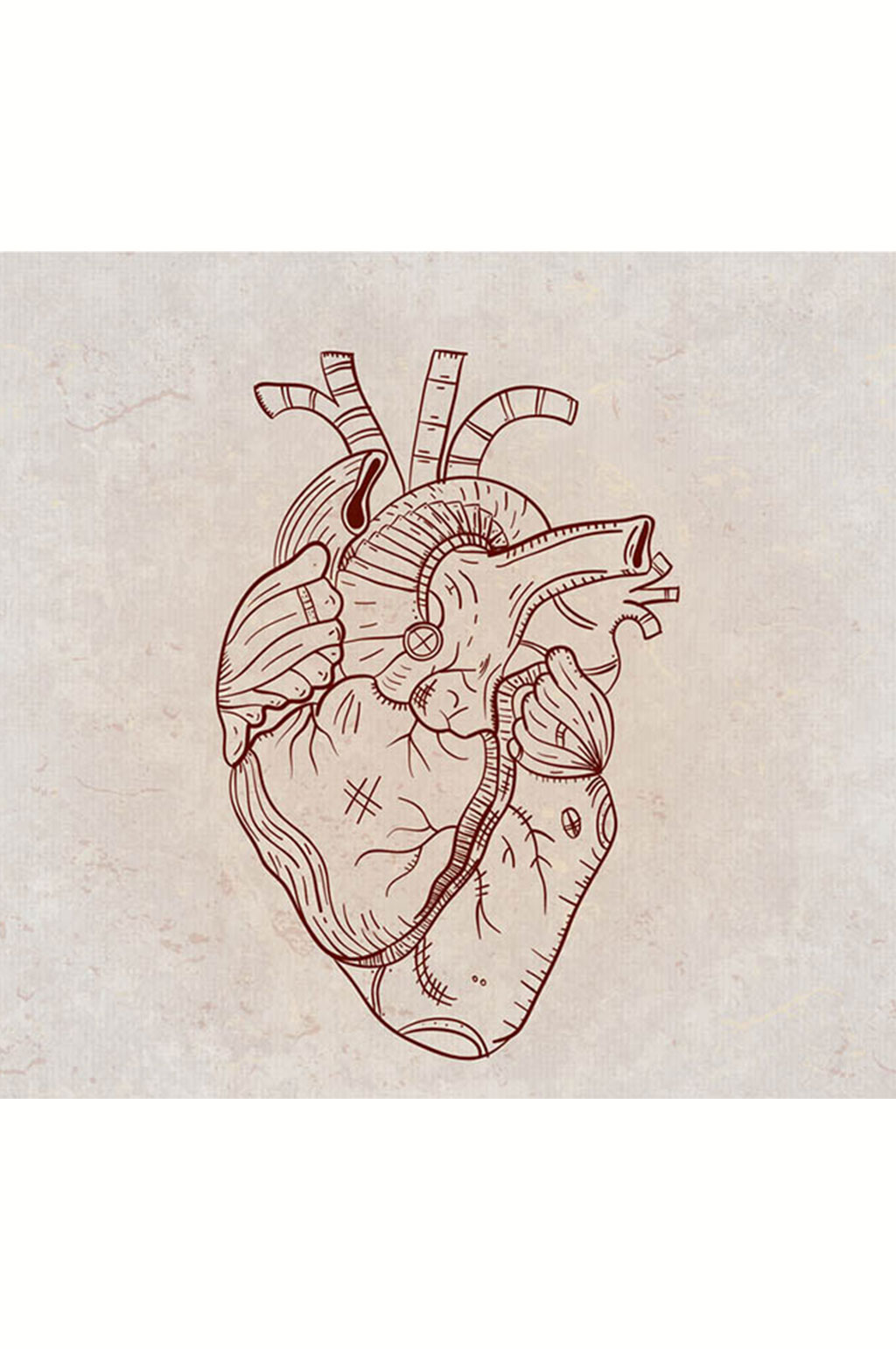 心脏结构手绘图图片