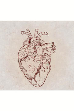 手绘心脏器官矢量素材