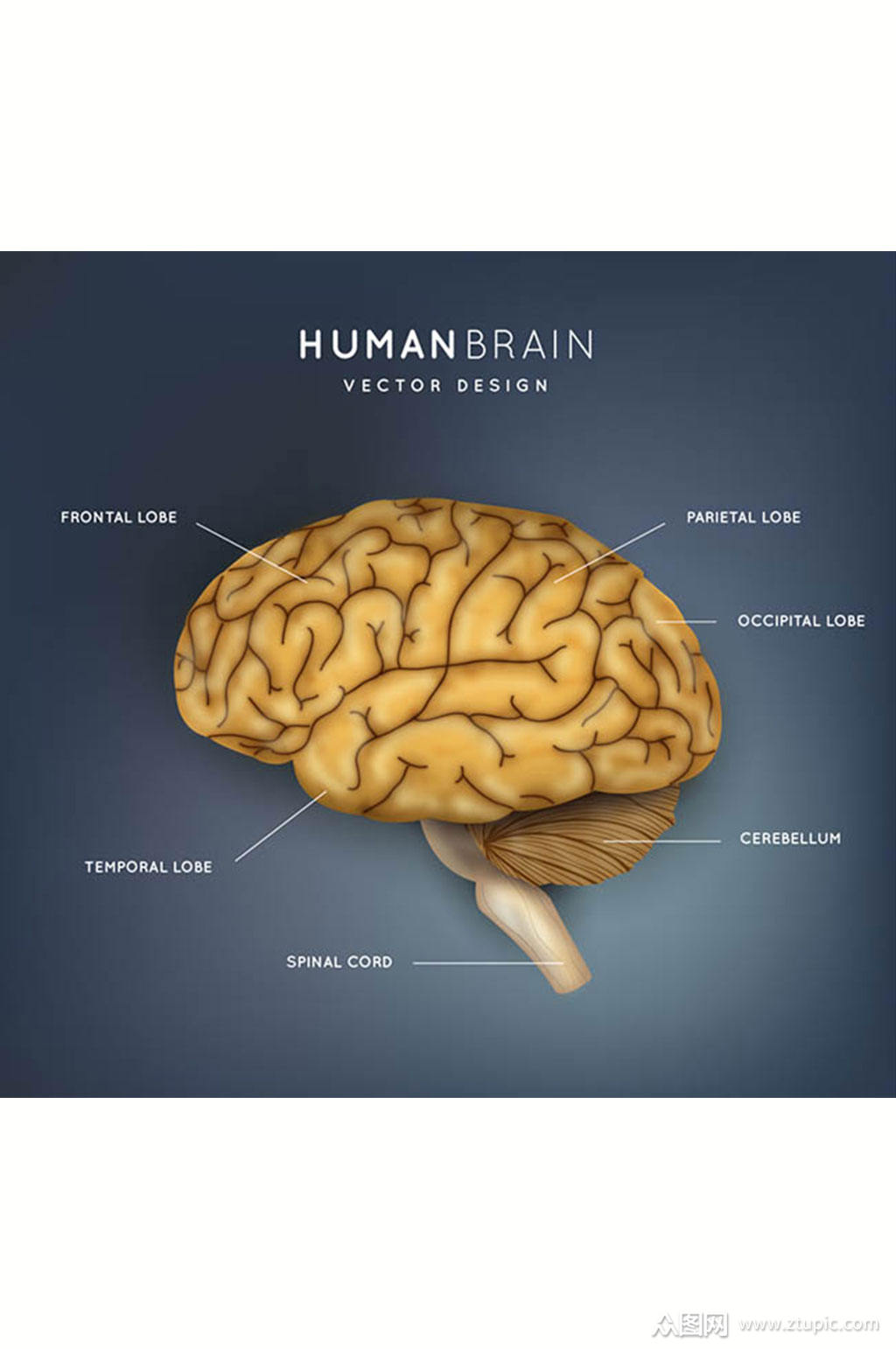 创意大脑结构图矢量素材
