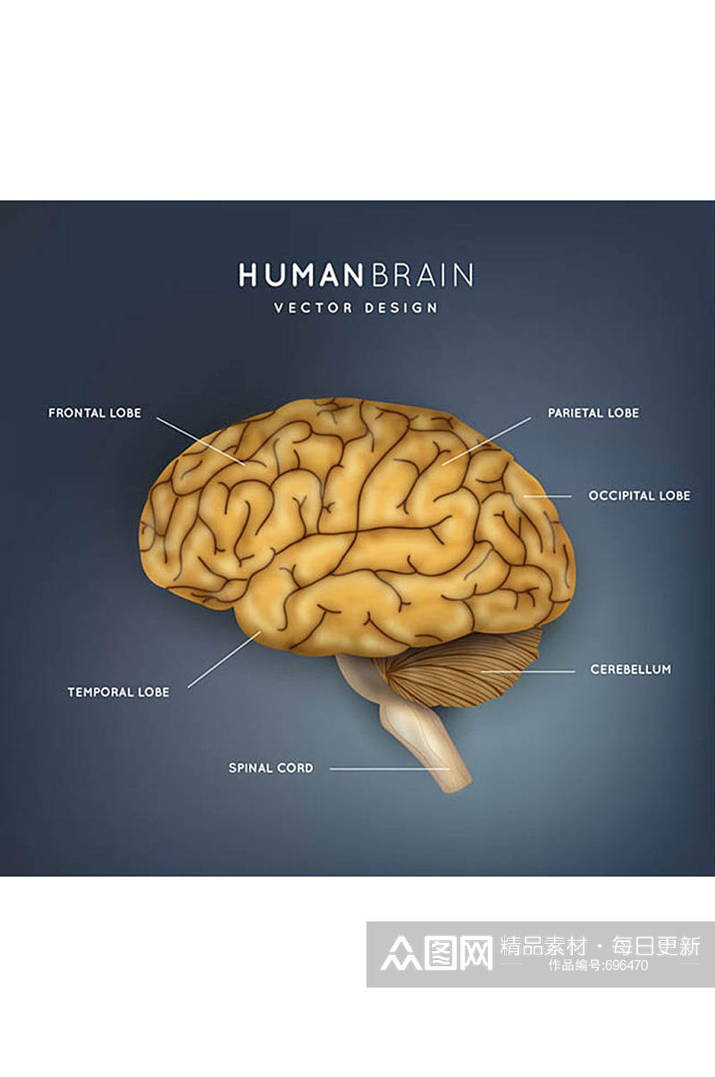 创意大脑结构图矢量素材素材