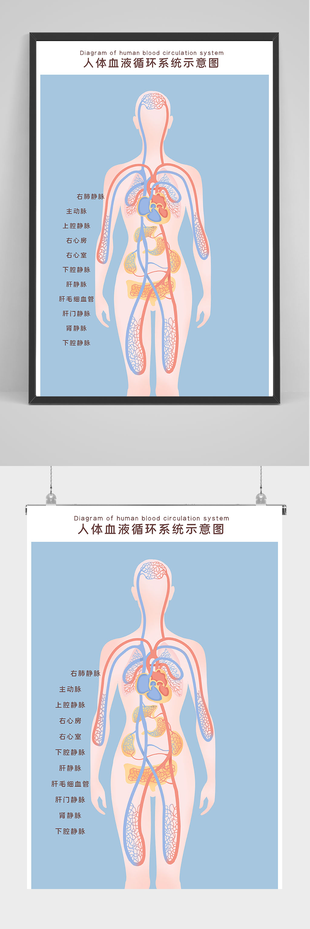 人体血液循环示意图海报