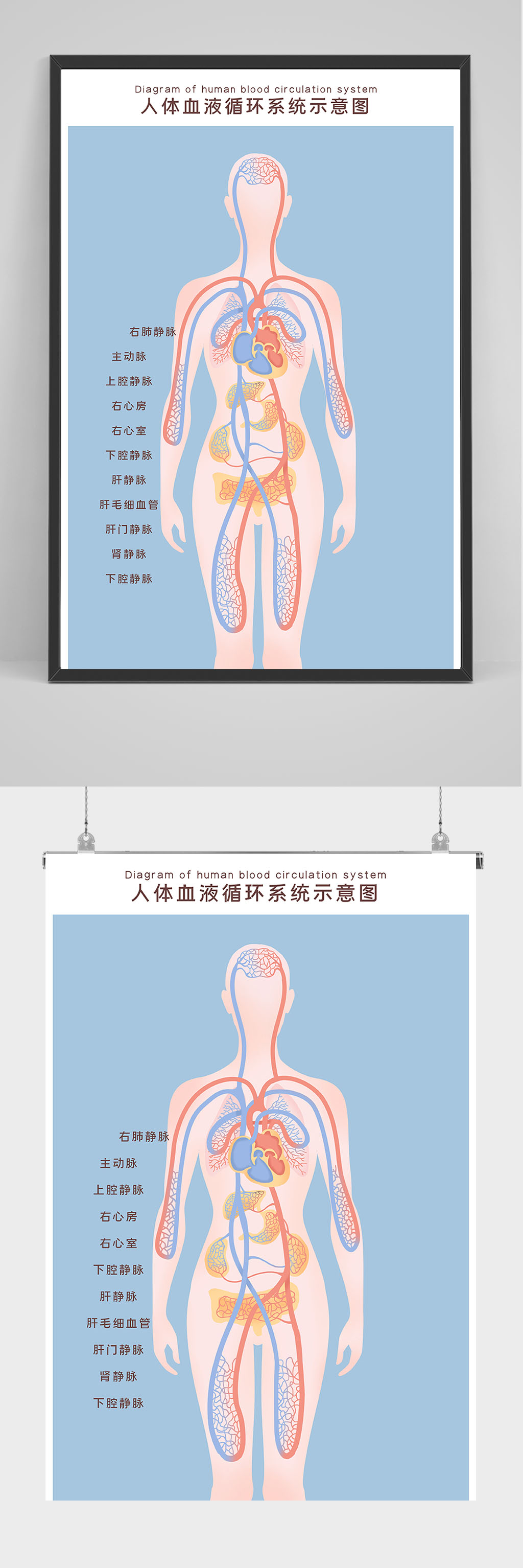 人体四大循环八大系统图片