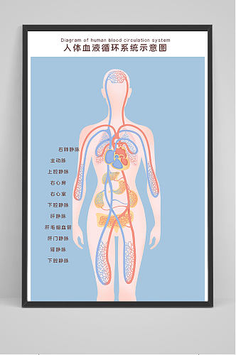人体血液循环示意图海报