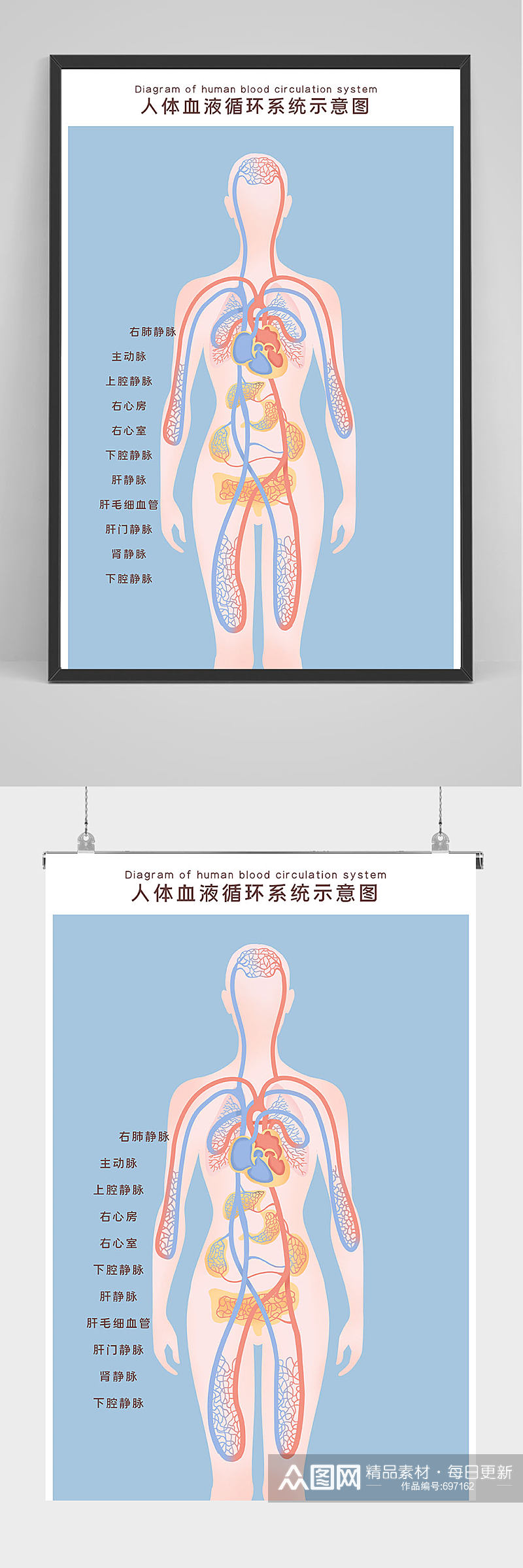 人体血液循环示意图海报素材