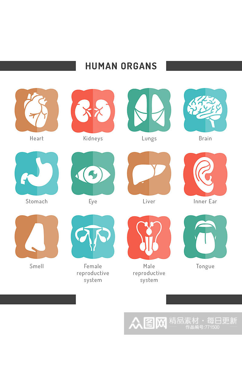 12款人体器官图标矢量素材素材