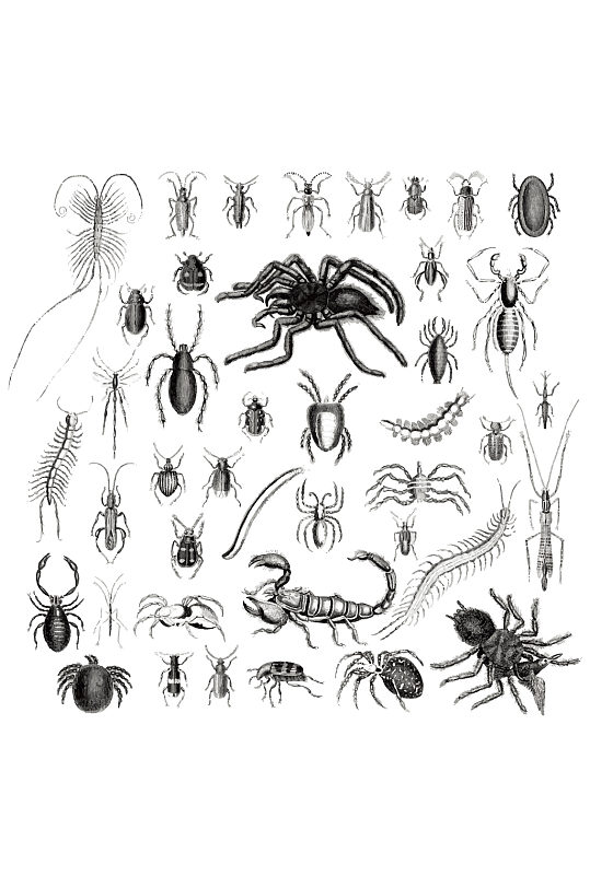 黑白线条昆虫样本设计元素