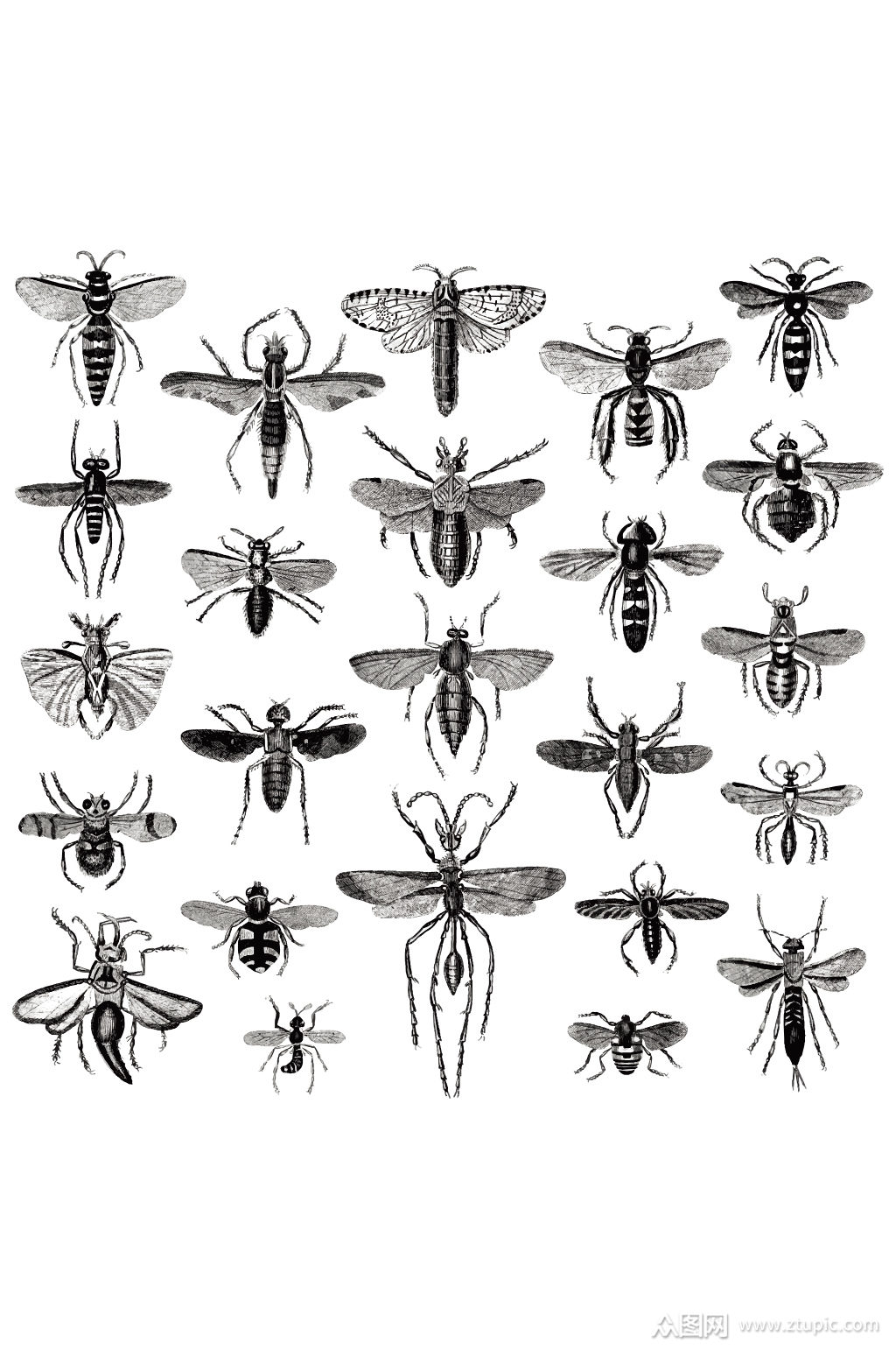 精品矢量黑白昆虫样本设计元素
